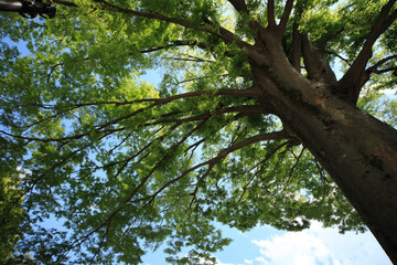ケヤキの新緑