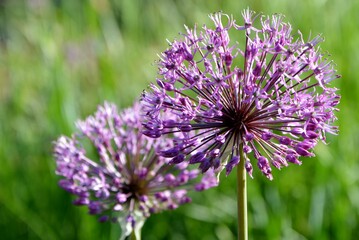 Ornamental onion Allium closeup on the background of the garden.
