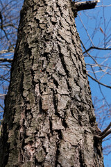 Alnus glutinosa
