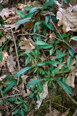 Campanula persicifolia