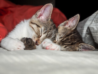 Two kittens snuggled up asleep