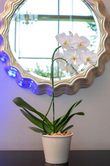 Room decoration by beautiful orchid in flower pot