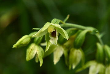 Epipactis helleborine