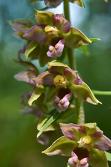 Epipactis helleborine