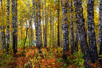 Picturesque autumn landscape in golden autumn birch grove