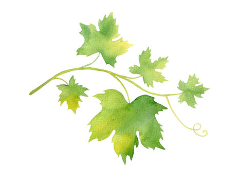 Watercolor grape branch isolated on white background. Bright green vine leaves. Hand painted illustration in sketch style
