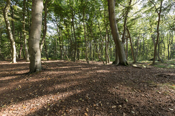 darss primeval forest