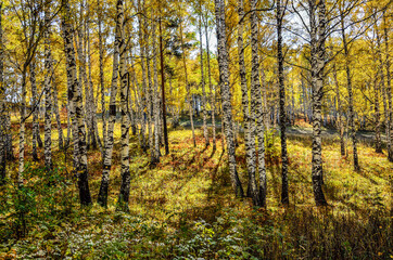 Picturesque autumn landscape in golden autumn birch grove