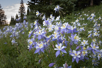 Patch of Columbines