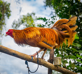 Gallos de pelea con plumas coloridas. Animales bien entrenados
