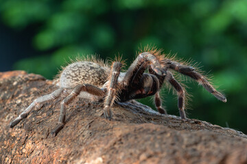 Ceratogyrus darlingi ready to attack