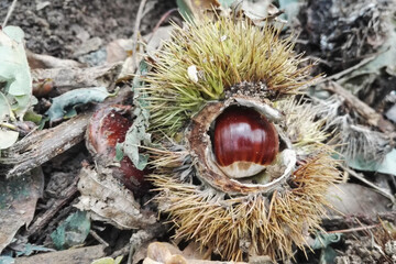 riccio con castagne nel sottobosco