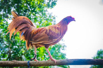 Gallos de pelea con plumas coloridas. Animales bien entrenados
