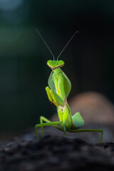 Green mantis on tree branch