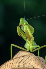 Green mantis on tree branch