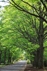 新緑のケヤキ並木