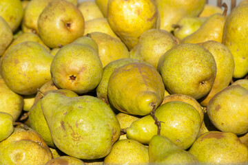 Pears. The result of the harvest in the garden. Lots of pears are stacked in bulk during the harvest. Background from apples