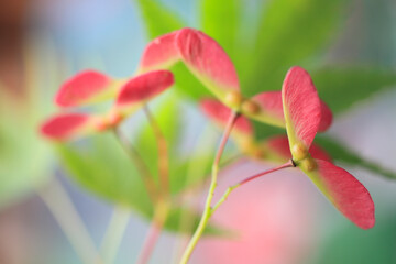 イロハ紅葉の若い実