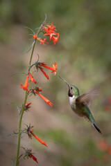 Hummingbird on Scarlet Gila