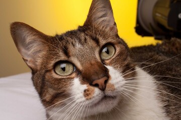 Gato Atigrado Posando para Fotografía