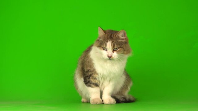 Big fluffy beautiful cat on a green background screen.