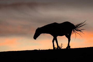 Fototapeta na wymiar Horse Silhouette at Sunset