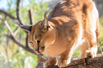 Caracal -  Afrika Namibia / Wüstenfuchs 