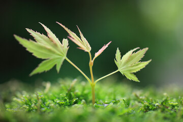 モミジの新芽