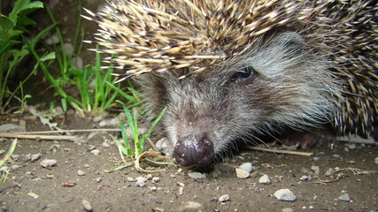 Close up hedgehog.
Hedgehog in the garden. European hedgehog. Scientific name: Erinaceus europaeus. delightful summer scene. hedgehog is looking forward. wild, native, Landscape. Horizontal.