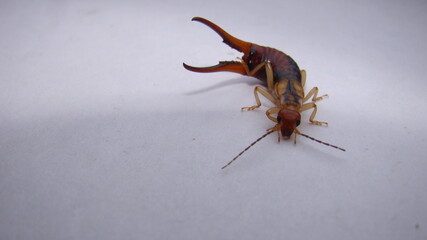 Close up of Earwig on a white background insect isolated Closeup earwigs Earwigs will use their pincers to defend themselves. close up insect, insects, animals, animal, bug, bugs, wildlife wild nature