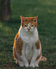 Orange Cat