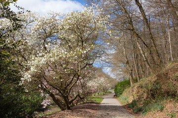 Magnolia trees and path in a park at the beginning of spring