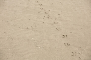 seagull's footprints