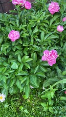 pink hydrangea flowers