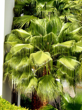 Beautiful mature specimen of the Sombrero Palm (Brahea dulcis).