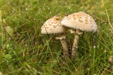Shaggy Parasol Mushroom in a Meadow, Chlorophyllum rhacodes. Mushrooms in the grass in the meadow after the rain. Water drops on grass.