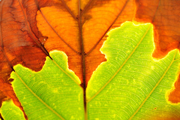 インドのサラノキの枯葉の模様