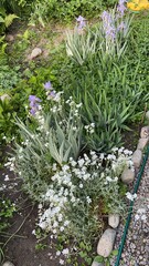 flowers in the garden