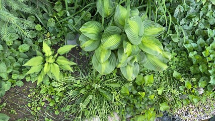 green leaves background
