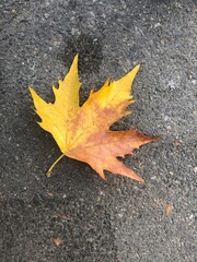 yellow maple leaf