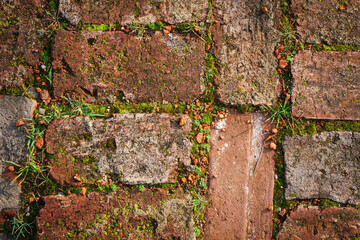 The old red brick is overgrown with moss on the ground. Texture.