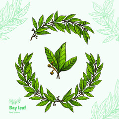 Laurel Bay leaves, branches and fruits isolated detailed hand drawn vector illustration  - obrazy, fototapety, plakaty