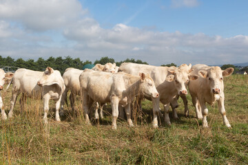 Naklejka na ściany i meble Charolaise cows in the field of a farm in Brittany
