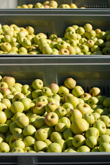 Apples. The result of the harvest in the garden. Lots of apples are stacked in bulk in the containers during the harvest