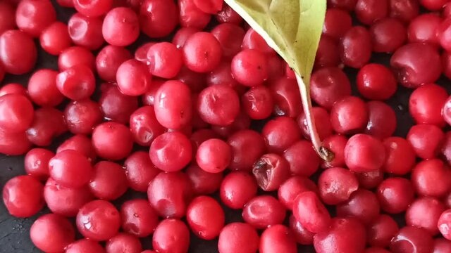 Harvest of schizandra berries on black background