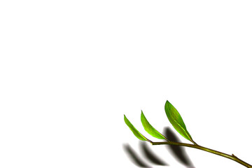 Branch with green leaves isolated on white background with copy space