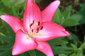 pink lily flower