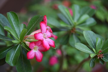 Adenium Plant