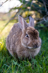 A brown bunny in the wild on a green grass on sunset looking curiously at the camera.