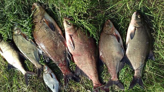 Different sizes of breams on green grass. Successful fishing rich catch